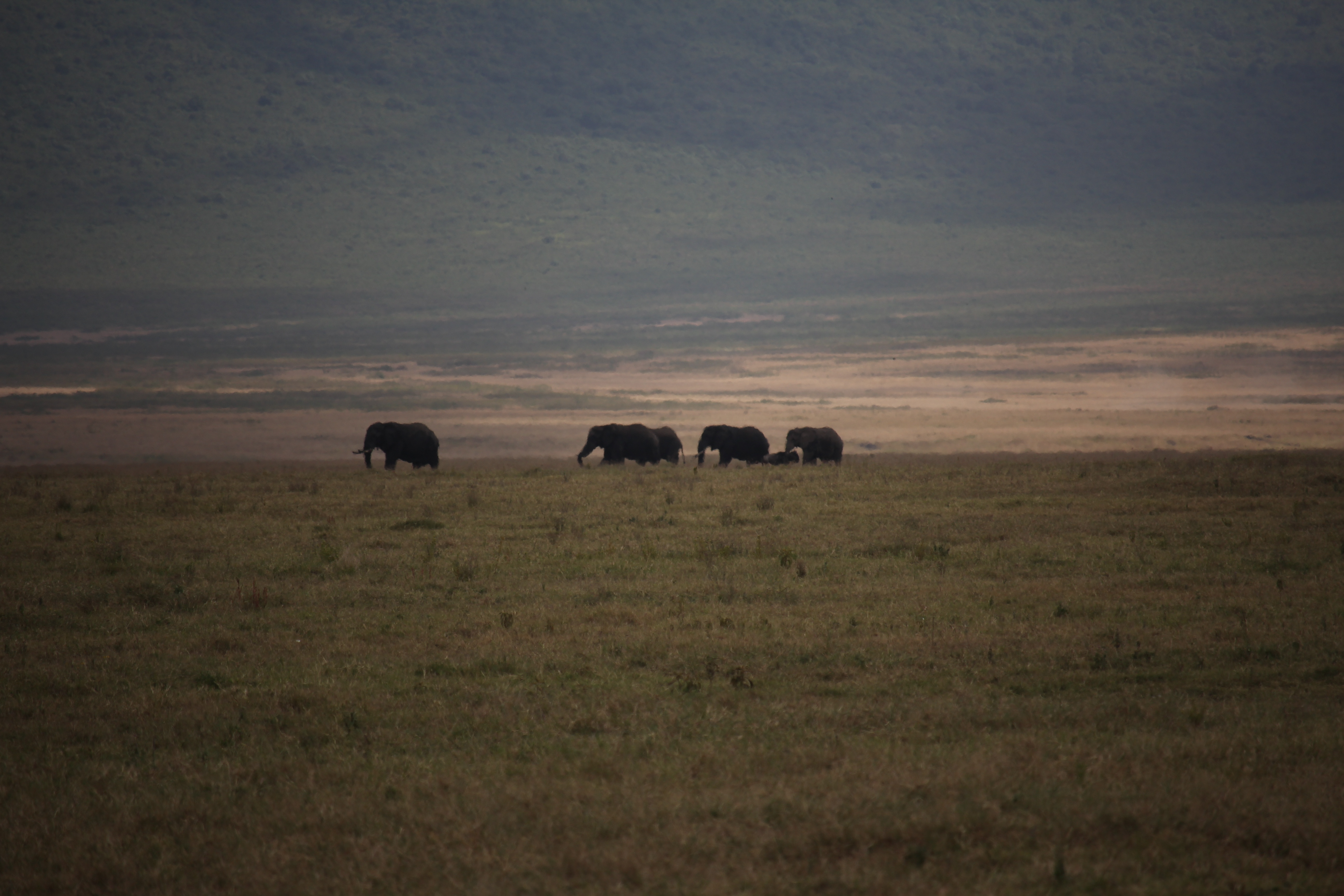 Tarangire Park