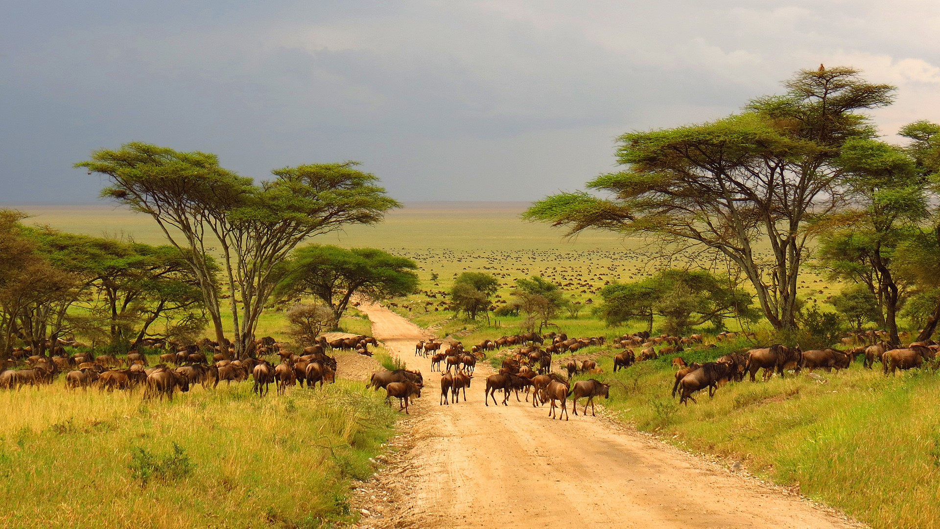 Serengeti Migration